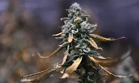 Congress bans most hemp-based THC products in shutdown deal