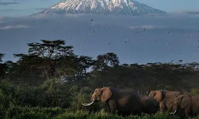 Five Killed in Helicopter Crash on Kilimanjaro, Africa’s Highest Peak