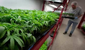 Marijuana rescheduling would bring some immediate changes, but others will take time