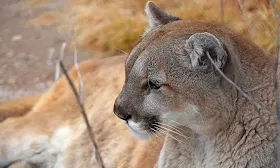 Woman killed in suspected mountain lion attack while hiking in northern Colorado